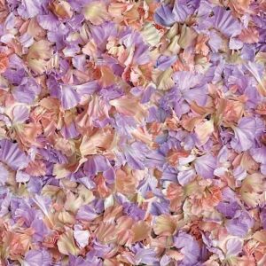 Petal Toss Peach
