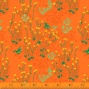 Smørblomst på orange