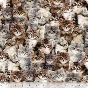 Windham cats