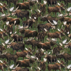 Wild Kingdom Elg