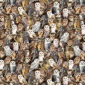 Wild Kingdom Ugle